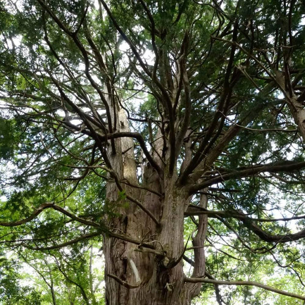 ひのき精油 ピュアナチュラルエッセンシャルオイル アロマオイル 10ml