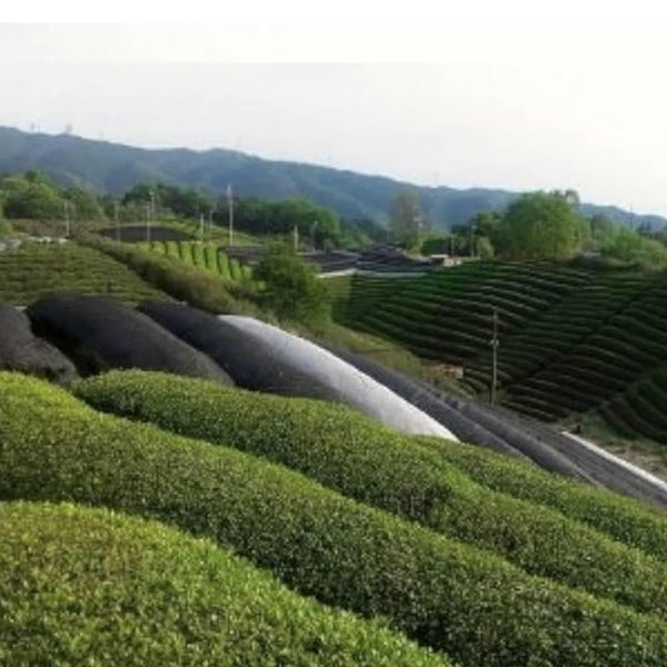 播磨園 オーガニック京都抹茶パウダー 缶入り 20g