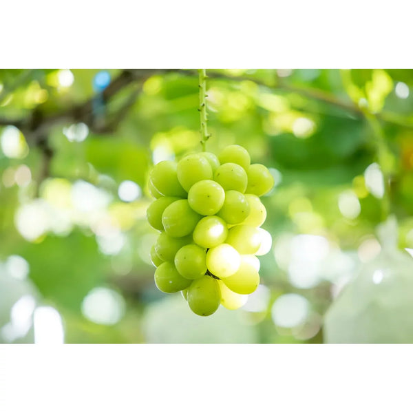 森永プレミアムハイチュウ ソフトチューイー シャインマスカット 35g