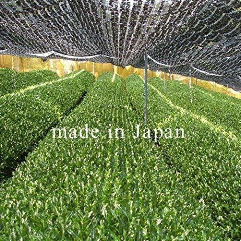 本寺園 オーガニック抹茶 ゴールドグレード 30g