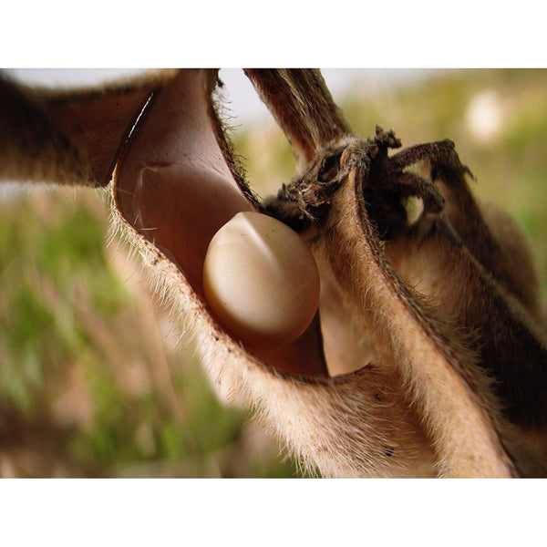 金沢大地きなこ 有機きな粉 80g