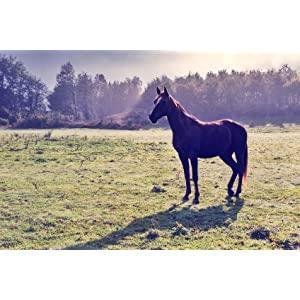 熊野油脂 馬油コンディショナー 600ml