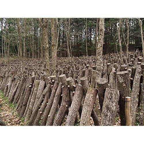 杉本 有機乾燥しいたけ 70g