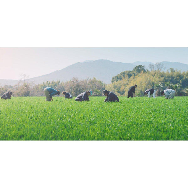 ヤクルト わたしの青汁 大麦若葉粉末果汁(60本入) 240g