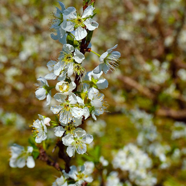 佐藤のあけぼの 黒糖焼酎&すもも梅ジュースブレンド 300ml
