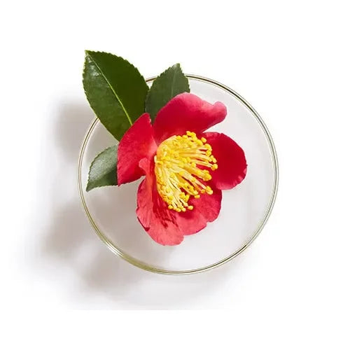 椿シャンプー プレミアムボリューム&リペア カメリアヘアシャンプー 450ml