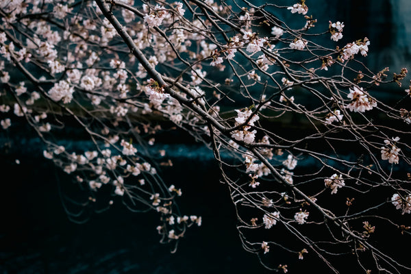 new arrivals at japanese taste