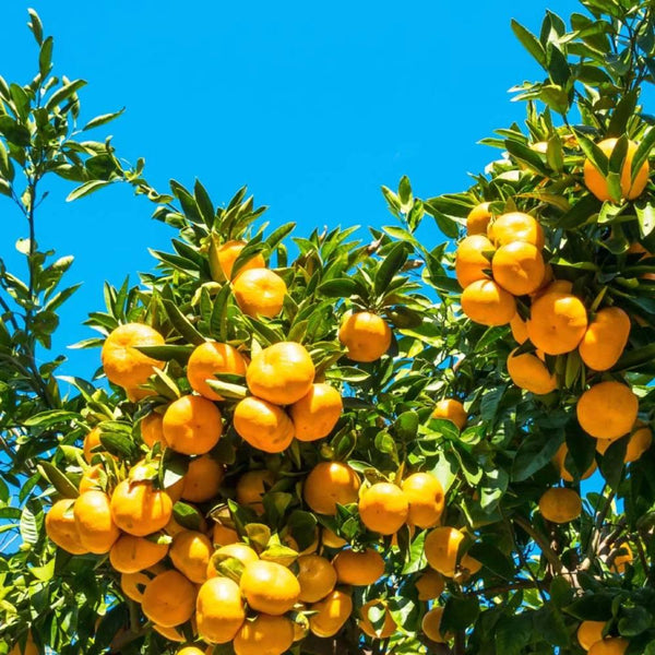 温州みかん精油 ピュアナチュラル ミカンエッセンシャルオイル 10ml