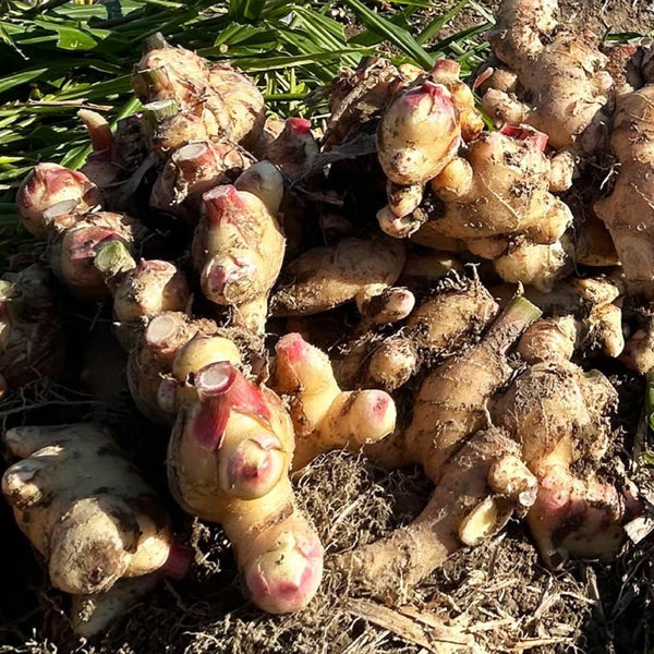 生姜精油 ピュアナチュラル ジンジャーエッセンシャルオイル アロマオイル 3ml