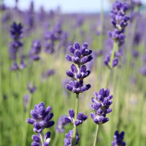 北海道上富良野産ラベンダー精油 ピュアナチュラルエッセンシャルオイル 3ml