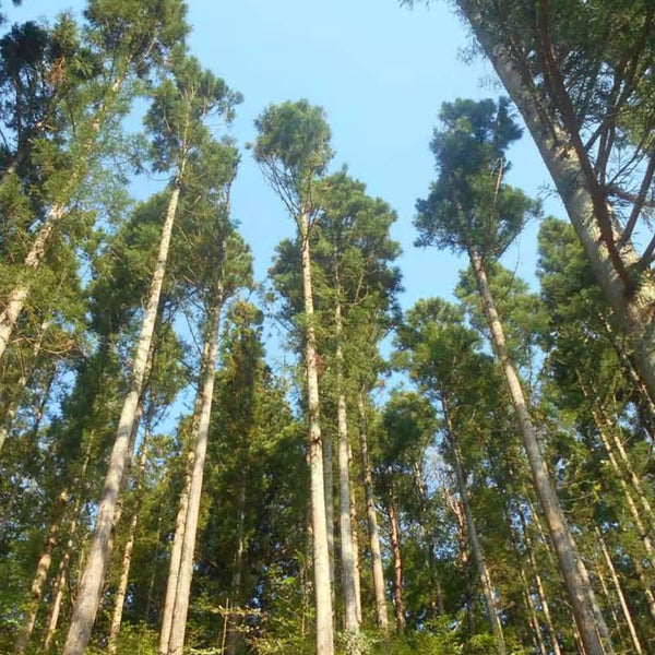 杉精油 ピュアナチュラル エッセンシャルオイル アロマオイル 3ml