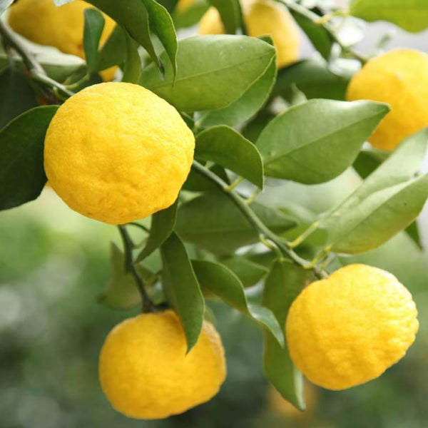 ゆず精油 ピュアナチュラルエッセンシャルオイル アロマオイル 3ml