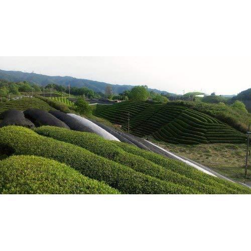 播磨園 本格認定宇治有機抹茶パウダー 30g