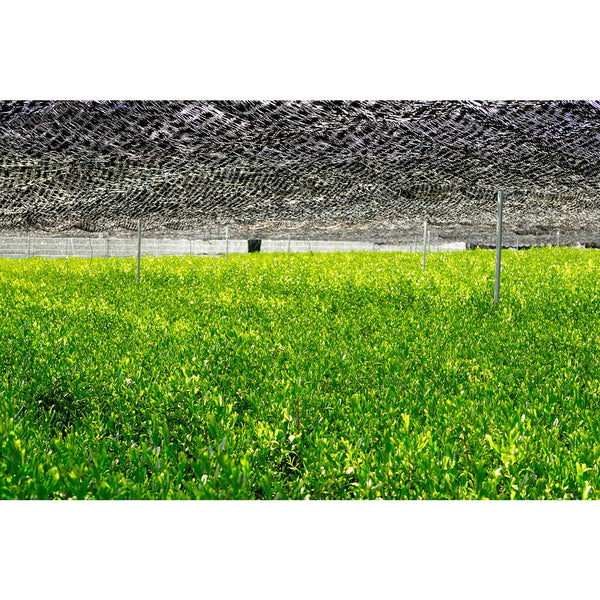 孫右ヱ門 山背 プレミアム宇治抹茶 手摘み石臼挽き 20g