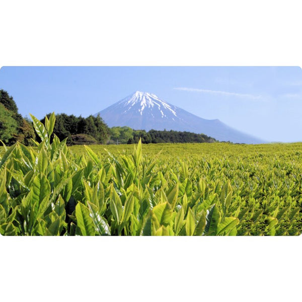 大井川 ヒーリング禅 プラチナ緑茶 100g