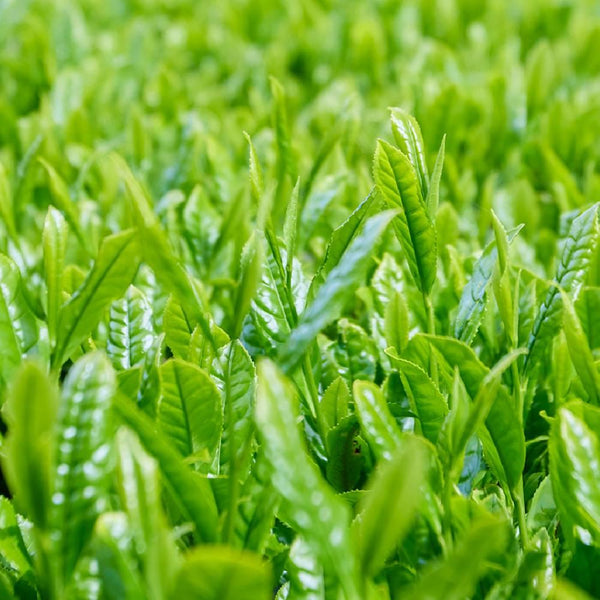 有機宇治抹茶ギフトボックスセット（3種）