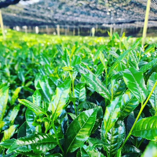 有機宇治抹茶ギフトボックスセット（3種）