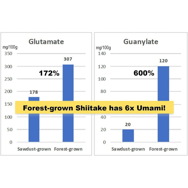 杉本 万能有機国産椎茸パウダー 40g
