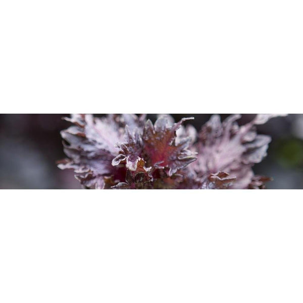 八幡屋礒五郎 七味唐辛子調味料 缶 14g