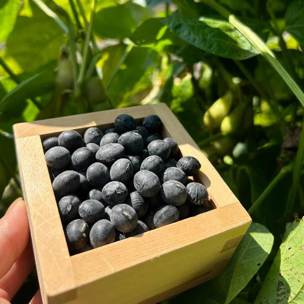 翠荘園 丹波黒豆茶 カフェインレス 黒豆茶 ティーバッグ 20個入り