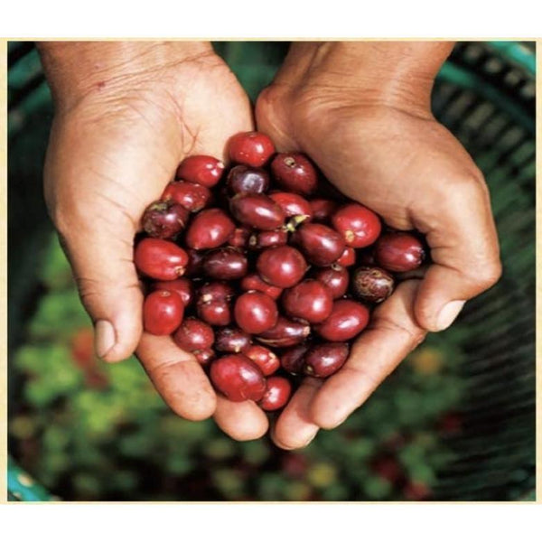 UCC クラフトマンズ ドリップコーヒー リッチスペシャルブレンド 40袋入り